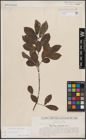 Foto von Salix cinerea L.